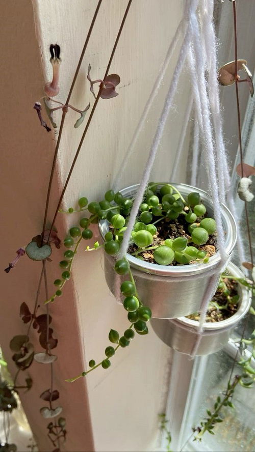 string of pearls planting style