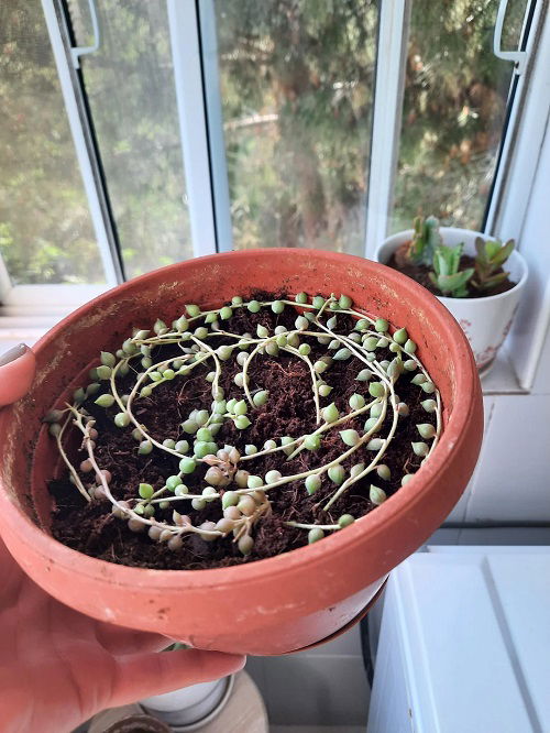 Transplanting the String of Pearls to a Pot