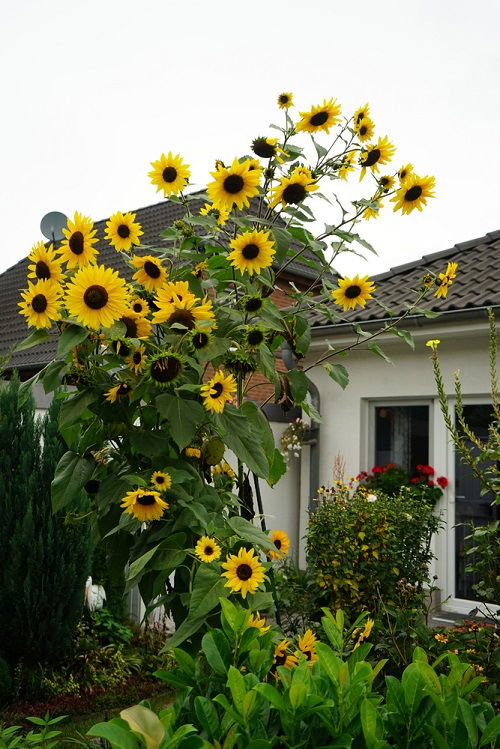 Giant Sunflower Varieties