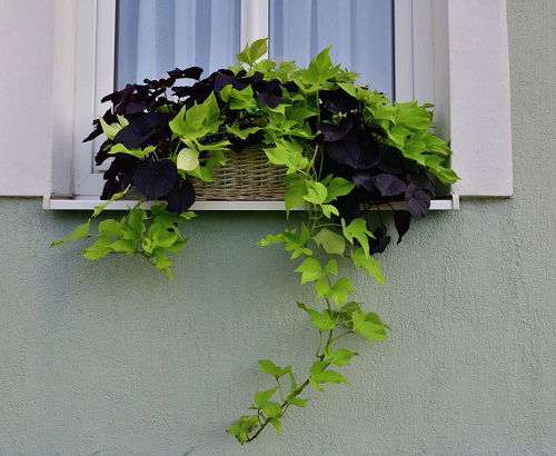 Plants for Window Boxes 