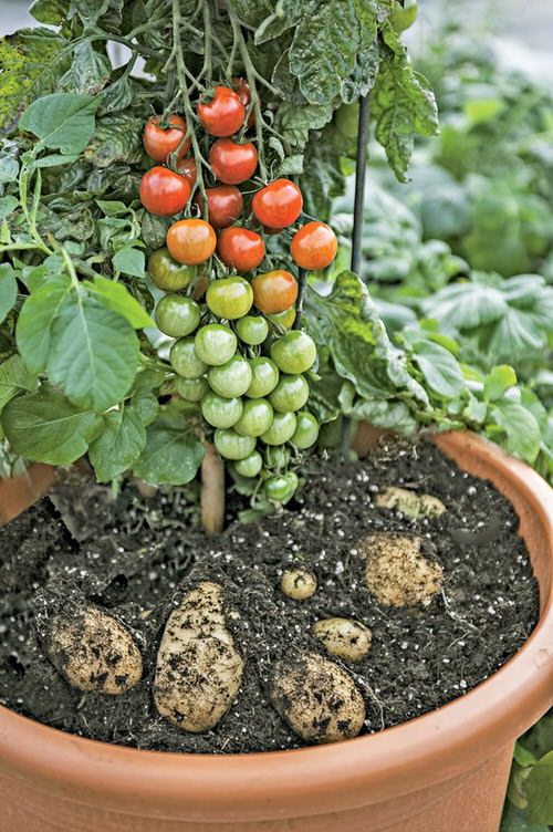 Plants to grow with tomato 30