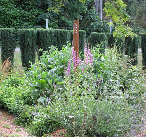 Lilacs Flowers For Herb Garden