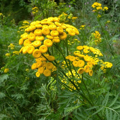 tansy Best Strawberry Companion Plants