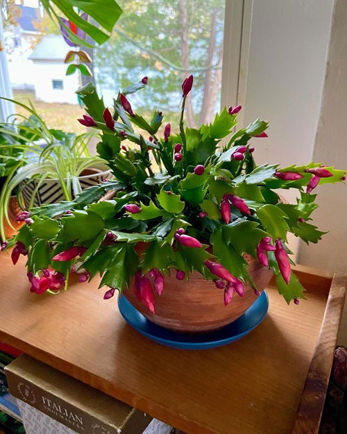 Thanksgiving Cactus Right Temperatures