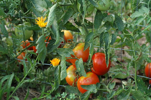 Tomato Companion Plants