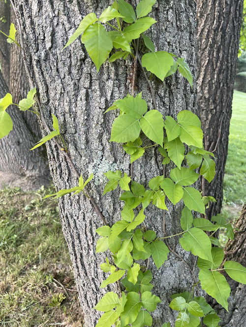 top most Minnesota's Toxic Plants