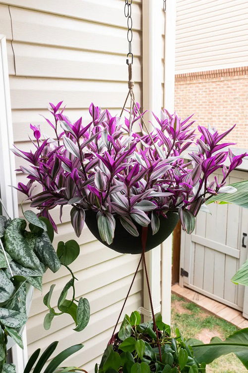 Tradescantia Plant in garden