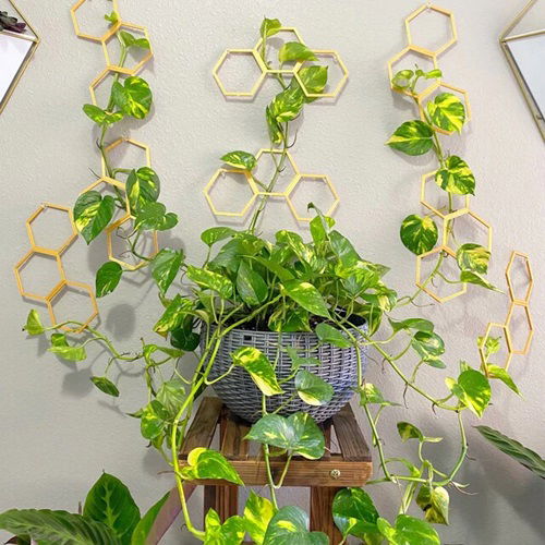 Overgrown Pothos Trellises ideas 