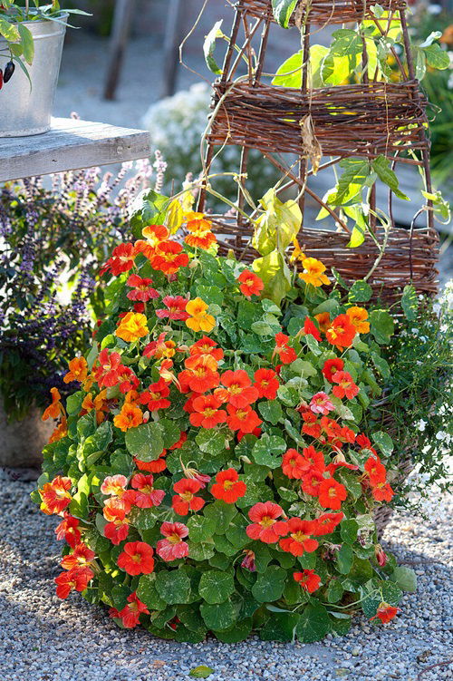 Flowers For Herb Garden