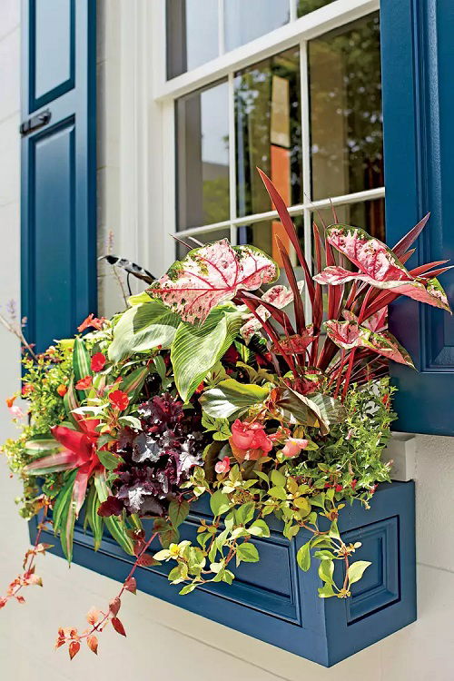 Plants for Window Boxes