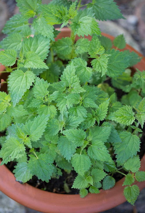 nettels Best Strawberry Companion Plants