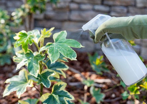 Using Breast Milk For Plants