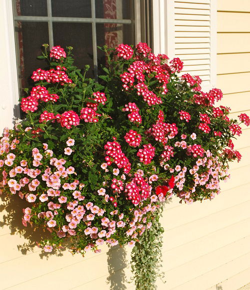 Plants for Window Boxes 