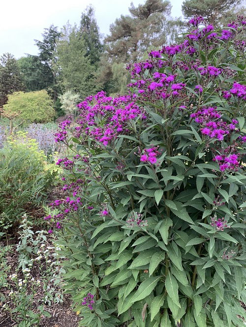 ironweed is Bee Balm Companion Plants