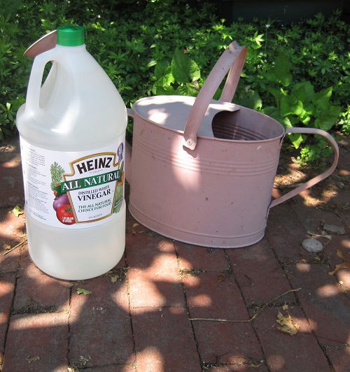 Kill Weeds Using Vinegar 1