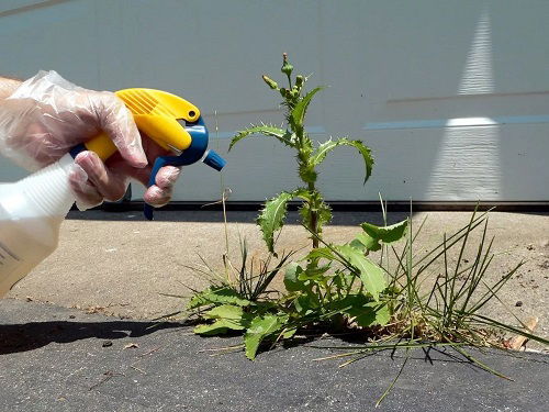 Vinegar Weed Killer with Citrus Blend