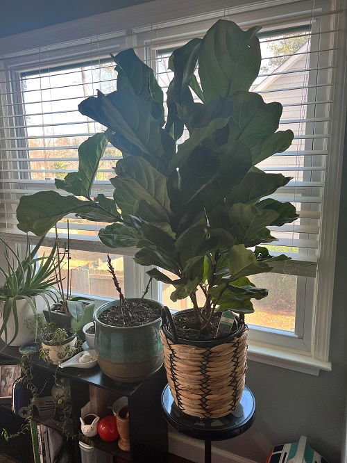 How to use fiddle leaf fig as a privacy plant