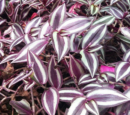 Tricks to Retain Shine of Wandering Jew Plant