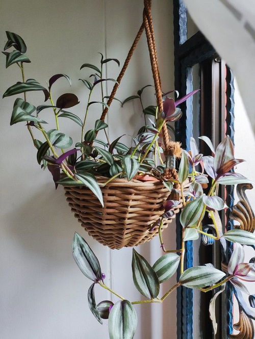 Rotate Wandering Jew Plant