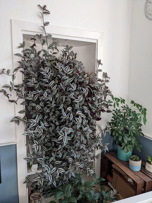 Wandering Dude Plant in cabinet