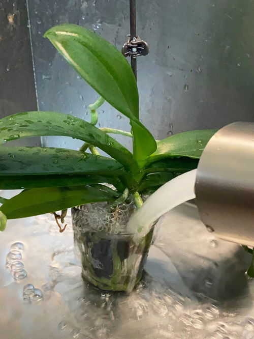 Steps to Grow Orchids In Water