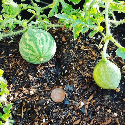 watering tips for sweet watermelons