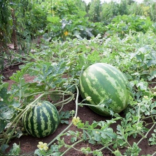 watering tips for growing sweet watermelon