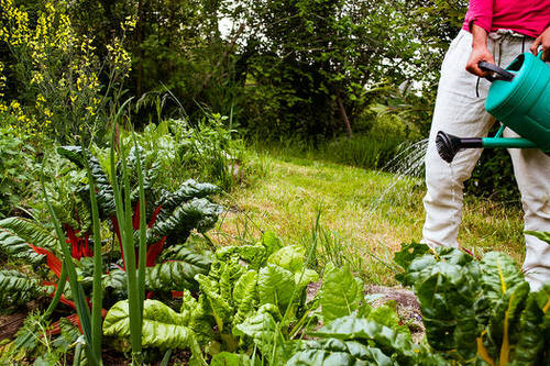 Gardening Things You Should Never Do in the Afternoon