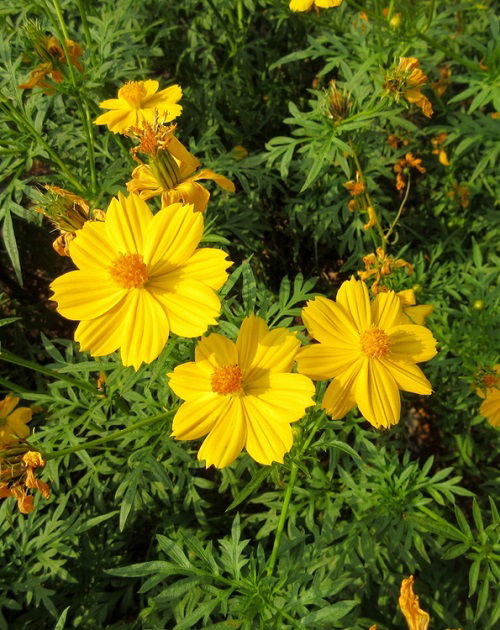 Flowers That Look Like Black-Eyed Susan 2