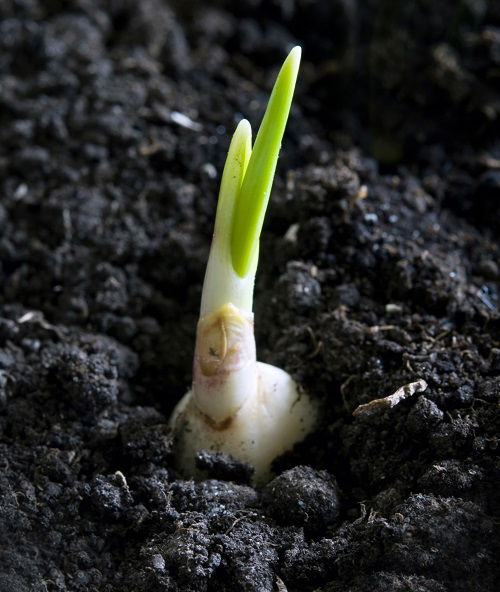 bulbs sprouting in garden