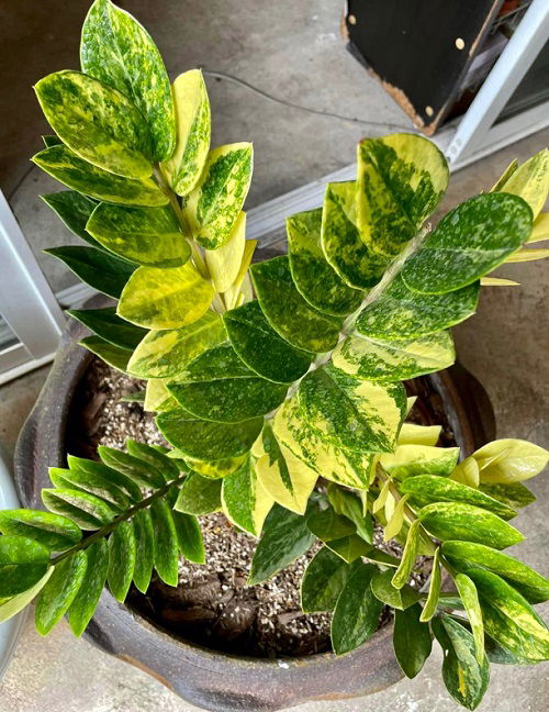 Variegated ZZ Plants in pot