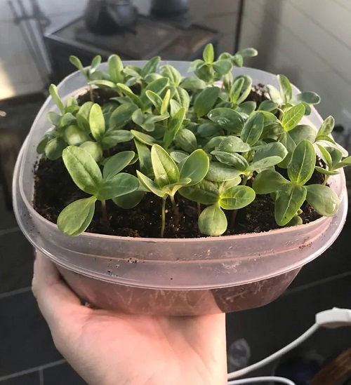 Propagating Zinnias Through Seeds 2