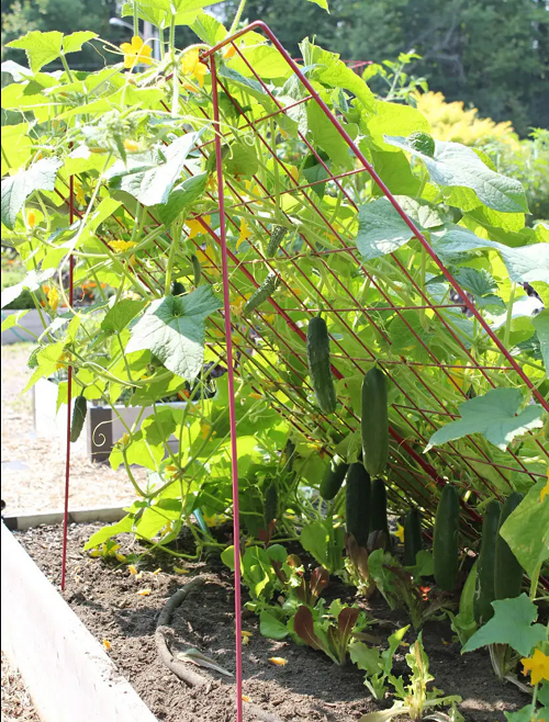 Vegetables That Are Never Good Together to Plant 2