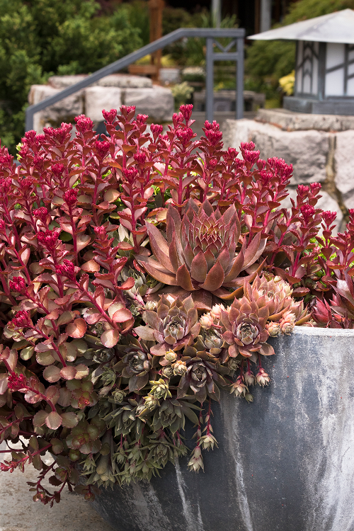 Plants for Window Boxes in pot